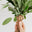 fairlivinglifestyle.com favicon